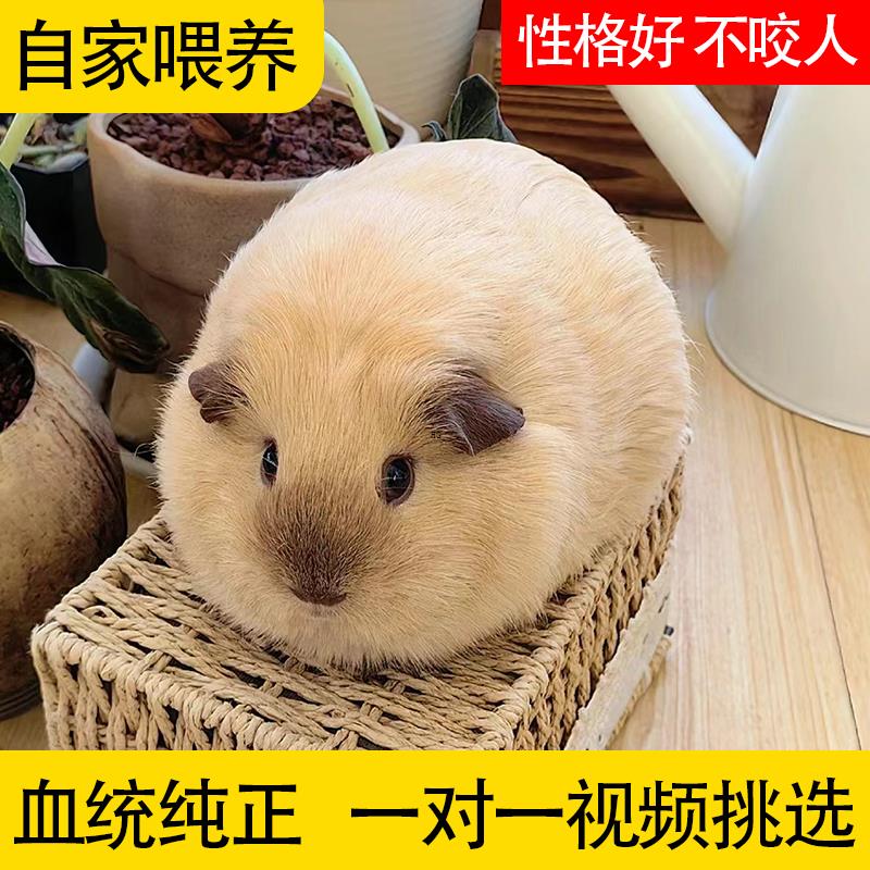 宠物荷兰猪活物荷兰鼠豚鼠荷兰兔彩豚白豚老鼠兔活物幼崽疫苗已打