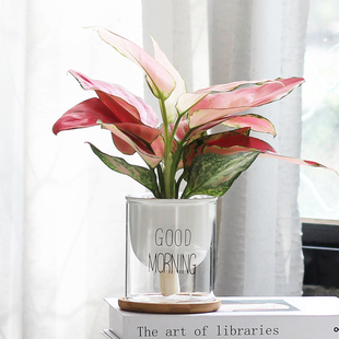 北欧风ins琴叶榕小盆栽文竹办公室内绿植桌面虎皮兰水培植物竹子