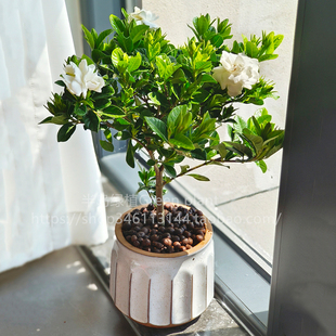 独杆栀子花室内盆栽带花苞老桩树苗办公室外棒棒糖阳台香满屋花卉