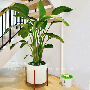 天堂鸟盆栽室内客厅大型绿植办公室大叶植物花卉鹤望兰庭院新房