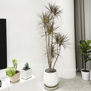 千年木大型盆栽马尾铁办公室客厅阳台龙血树植物室内七彩铁绿植