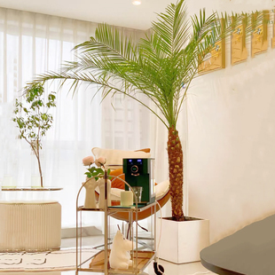 针葵盆栽针叶棕榈大型热带植物椰子树室内客厅阳台室外网红真绿植