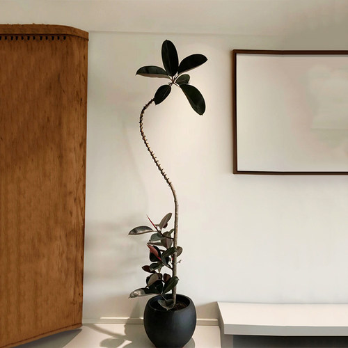 黑金刚橡皮树网红造型大型绿植