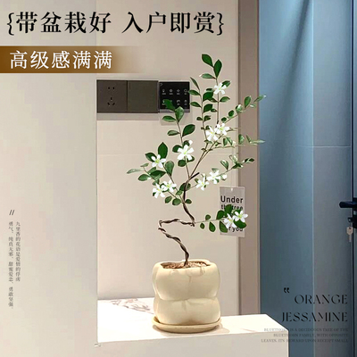 九里香室内桌面净化空气