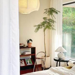 蓝花楹大型绿植室内办公室盆栽落地植物室外庭院造景客厅玄关阳台