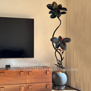 造型黑金刚橡皮树网红造型盆栽客厅大型植物办公室四季 好养绿植