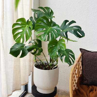 龟背竹办公室室内净化空气