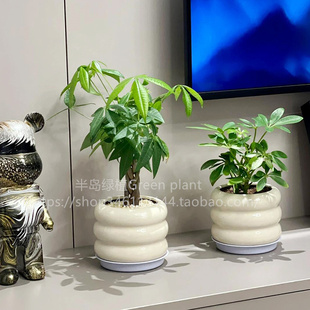 发财树室内耐阴植物办公室四季 常绿桌面盆景盆栽耐旱 植物绿植四季