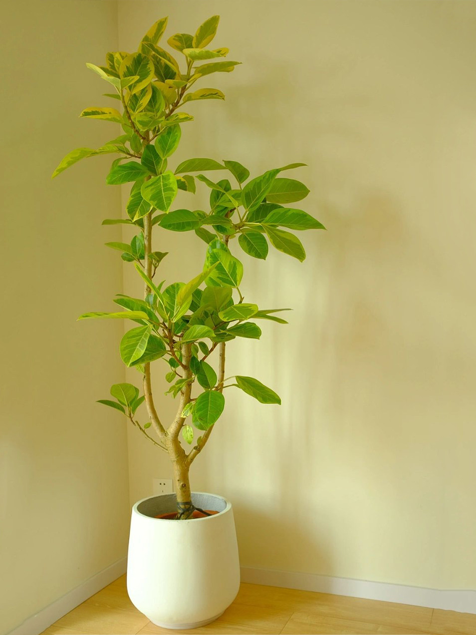 黄金榕花叶橡皮树盆栽青叶富贵榕办公室客厅花卉植物室内大型绿植