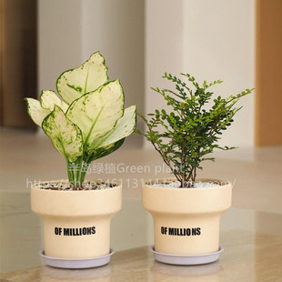 白如意盆栽办公室内桌面清香木绿植万年青小盆景四季 长青超好养活