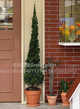 龙柏盆栽松柏塔松圣诞树室内客厅植物大型户外庭院好养侧柏真绿植