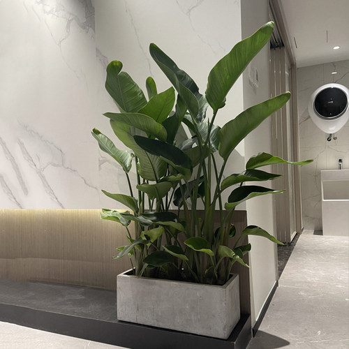 室内大型植物网红天堂鸟盆栽