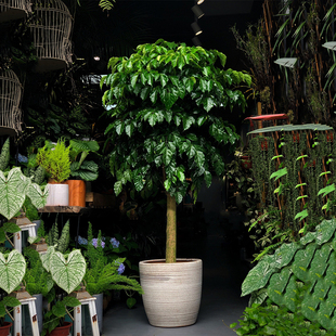 幸福树盆栽客厅好养绿植室内办公室绿宝大型植物吸甲醛净化空气