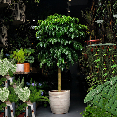 幸福树吸甲醛净化空气室内护养