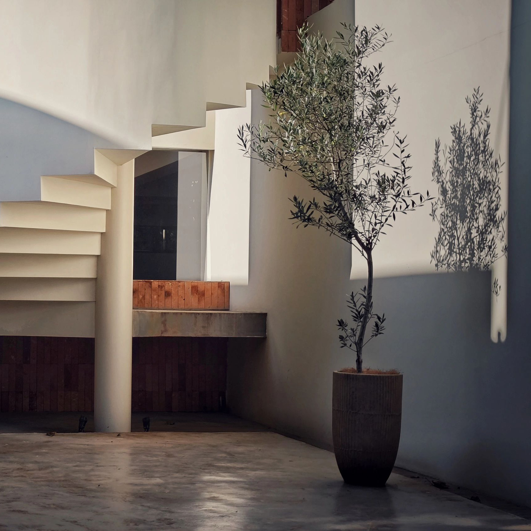 油植橄栽koz榄树盆花卉大盆景办公室开业大室内客厅乔迁落地绿植