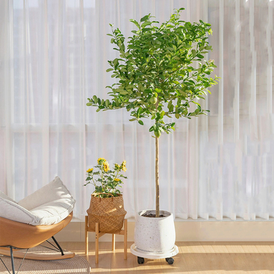 网红室内阳台好养带花香水柠檬树