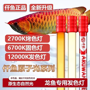 仟鱼12000K红龙金龙发色灯6700专用防水鱼缸灯侧灯诱色潜水灯2700