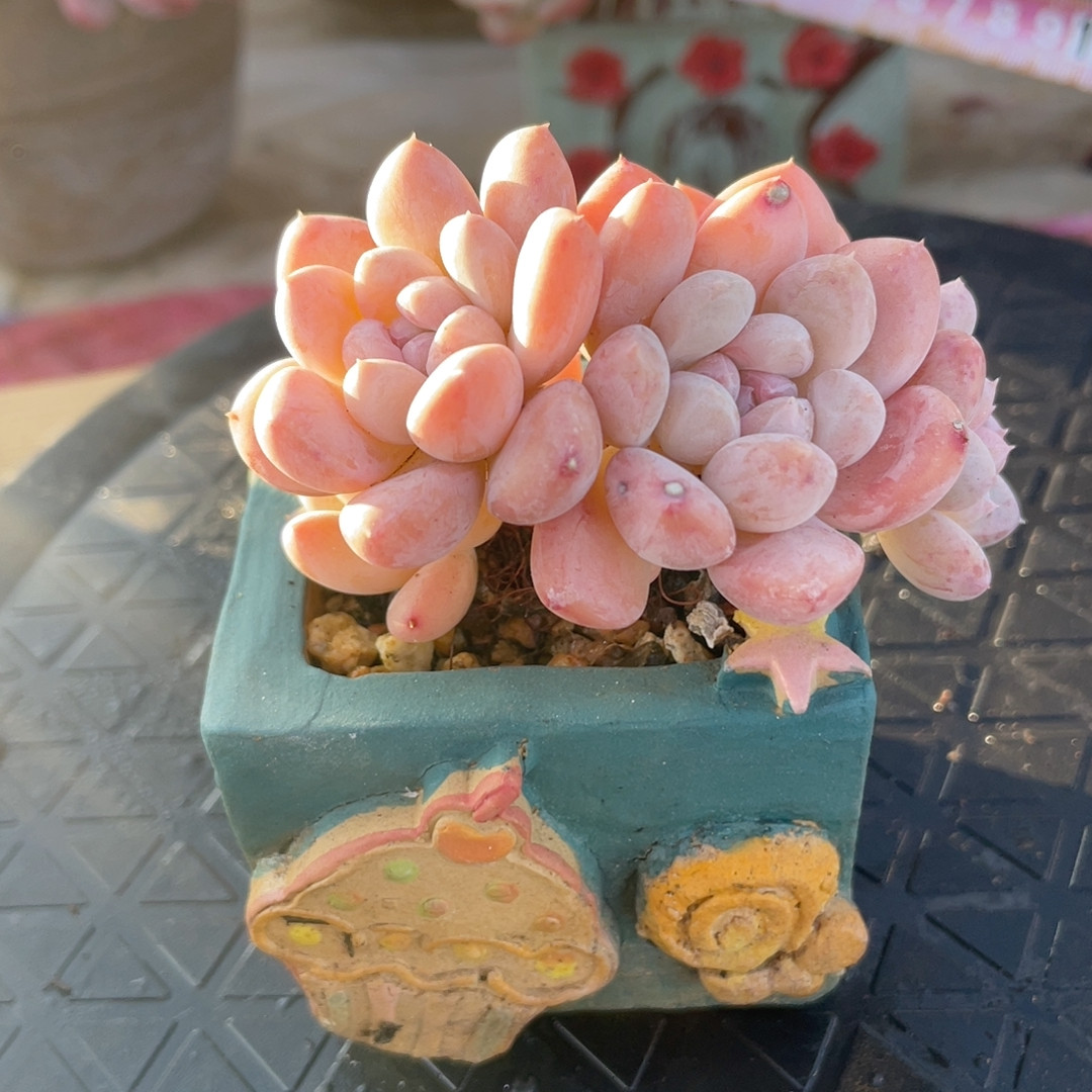 奶糕带盆,鲜花速递/花卉仿真/绿植园艺,多肉植物,淘宝优惠券,粉丝福利购,淘宝优惠卷