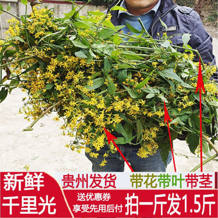 贵州新鲜千里光中草药250g新货正品茎叶花一体现割现发泡澡熏眼