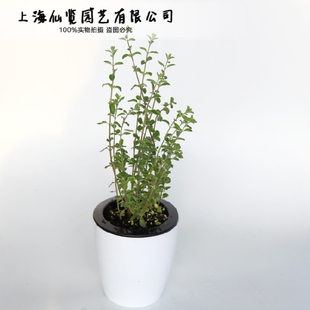马郁兰盆栽 香草植物