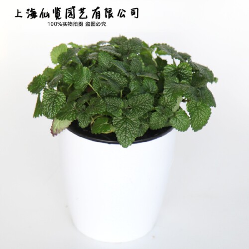柠檬香蜂草盆栽 Lemon balm薄荷香草植物芳香盆栽食用料理香料