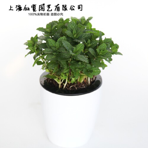 适合泡水，制成茶饮，或者放食物上面点缀。