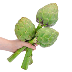 妙色洋蓟大果蔬菜 嫩绿 新鲜朝鲜蓟 西餐料理特色菜 全年供应菜蓟