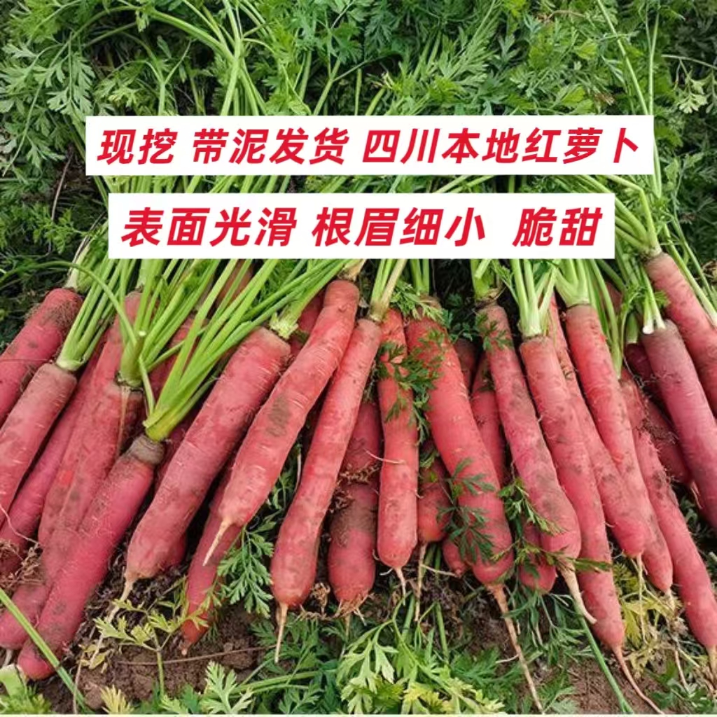 四川胡萝卜新鲜红萝卜农家自种老品种传统生吃水果萝卜3/8斤脆甜