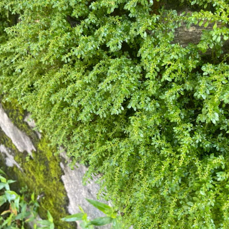 农村新鲜小叶冷水花 蚁仔草 透明草中草药小叶冷水麻玻璃草包邮
