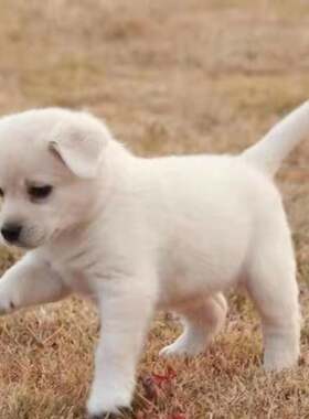 田园犬白色小狗好养疫苗已打包邮