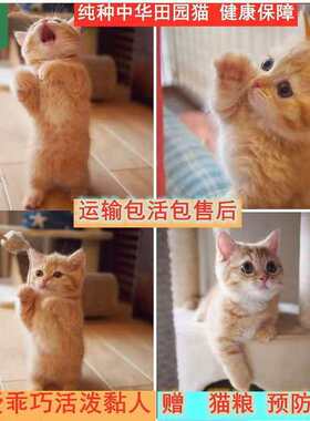 纯种中华田园猫可爱小猫咪橘猫幼崽活体幼狸花猫家猫土猫奶牛捕鼠