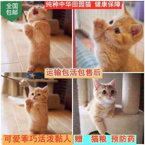 纯种中华田园猫可爱小猫咪橘猫幼崽活体幼狸花猫家猫土猫奶牛捕鼠