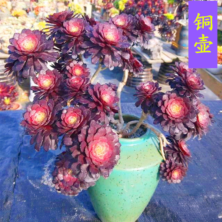 多肉植物法师铜壶超大手捧花缀化