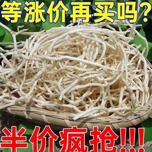 折耳根新鲜鱼腥草猪鼻孔当季野蔬菜嫩根节节根凉拌下饭菜侧耳根