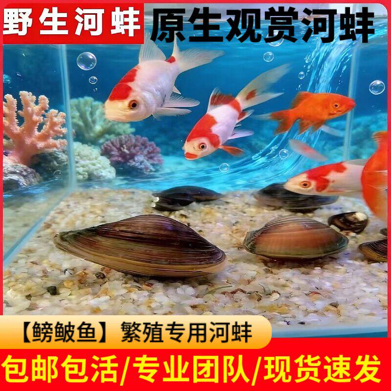 精品观赏河蚌淡水河蚌鱼缸净水蚌鳑鲏繁殖专用河蚌吃鱼龟粪便包邮