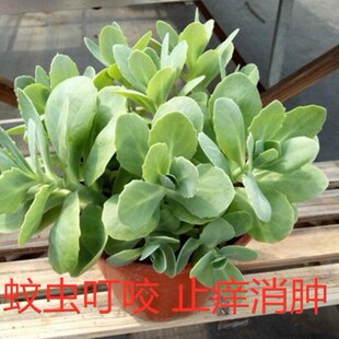 八宝景天盆栽 蝎子草 三七植物 防蚊虫叮咬 止痒跌打损伤 活血