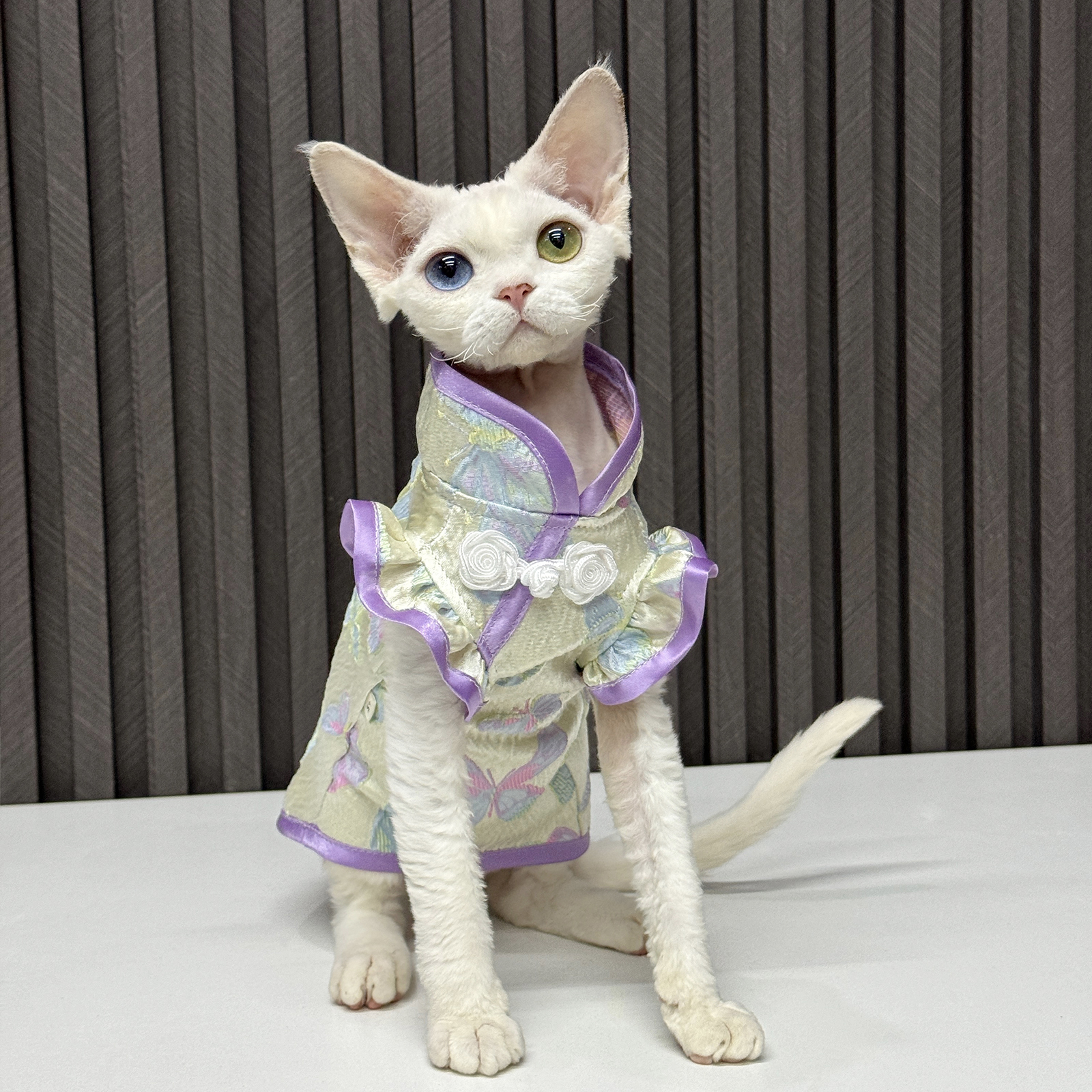 春天的蝴蝶小旗袍任发财德文猫衣服无毛猫衣服斯芬克斯