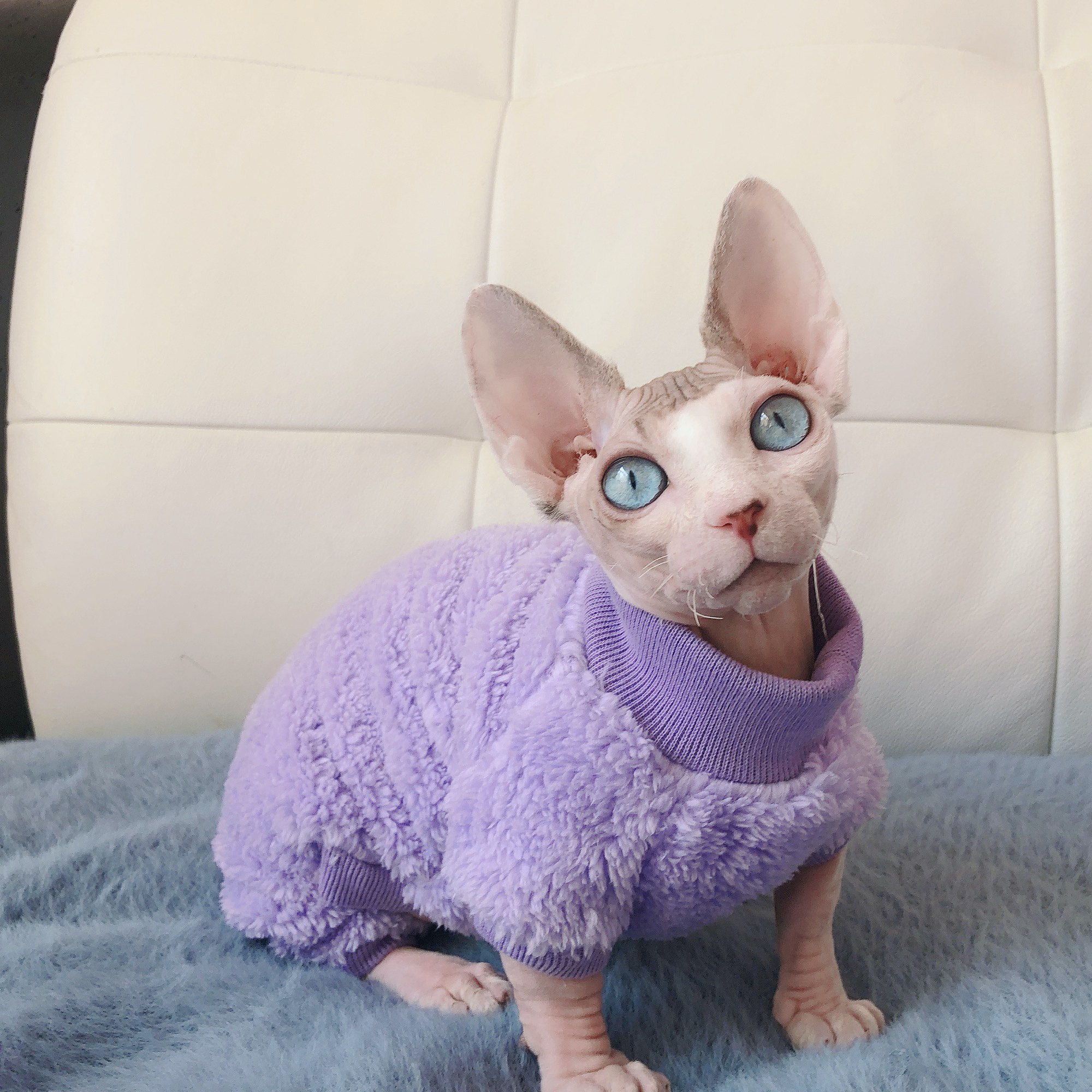 无毛猫猫衣服双面绒加厚图片