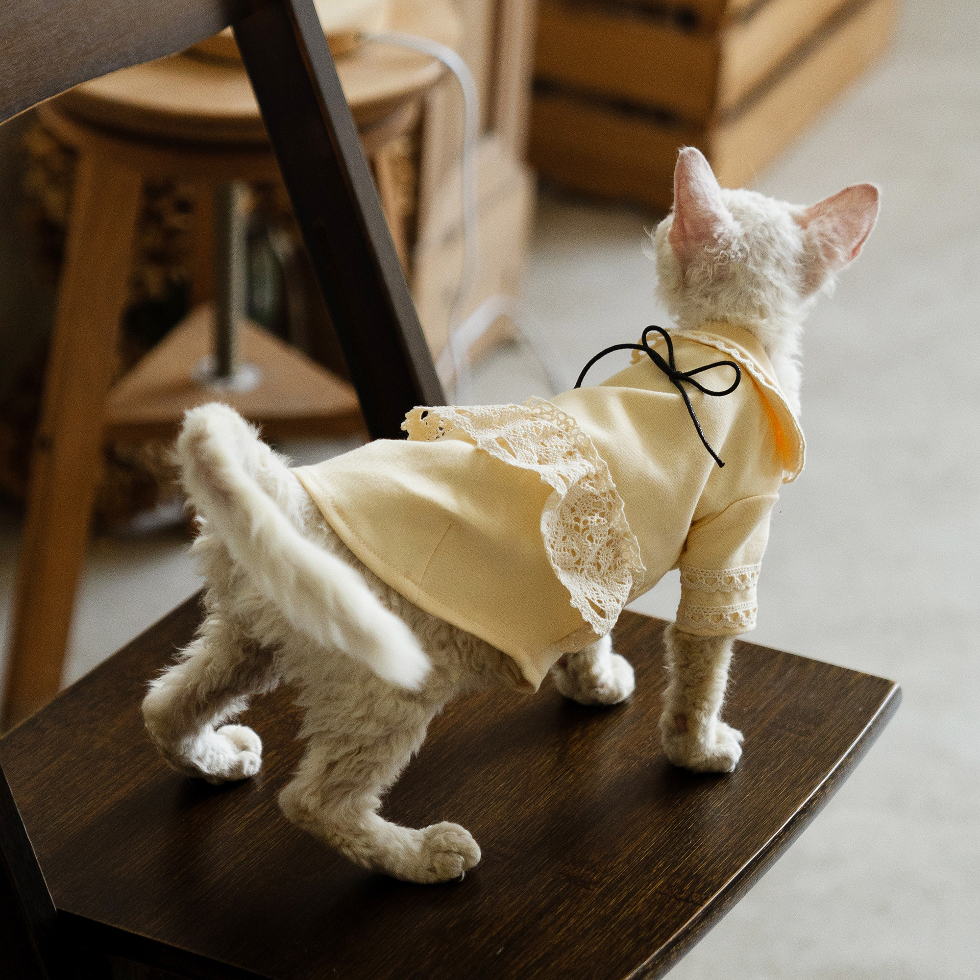 娃娃领花边薄绒衬衫睡衣任发财无毛猫衣服斯芬克斯猫德文