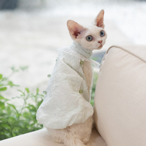薄荷绿珍珠泡泡裙任发财纯棉无毛猫衣服德文衣服斯芬克斯猫