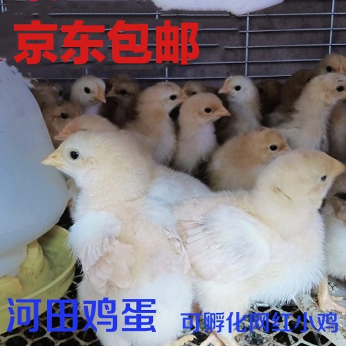 （福建直发）正宗河田鸡高产土鸡长汀宗宠物鸡河田鸡小鸡京东包邮