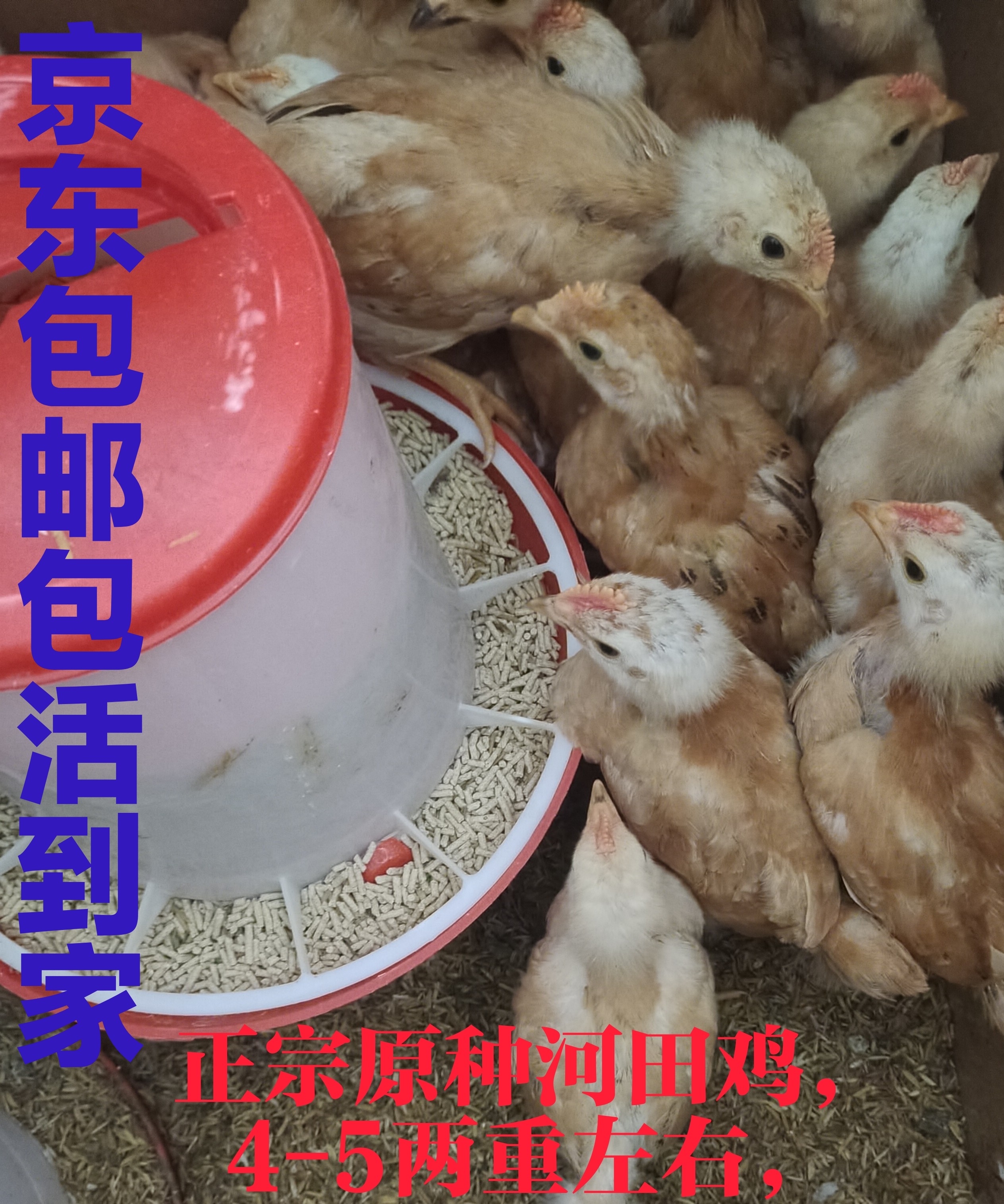 (福建直发)正宗河田鸡高产土鸡长汀宗宠物鸡河田鸡小鸡京东包邮