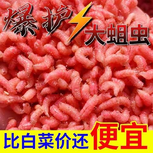 新鲜红虫钓鱼饵料野钓蛆虫活体鲜活马口溪流公鱼石斑鱼白条鲫鱼