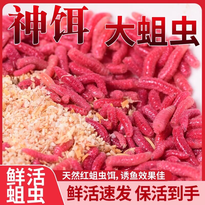 溪流钓饵鲜活红蛆虫活饵苍蝇幼虫肉蛆虫鲫鱼野钓牙子红曲虫水库