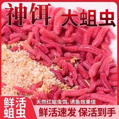溪流钓饵鲜活红蛆虫活饵苍蝇幼虫肉蛆虫鲫鱼野钓牙子红曲虫水库