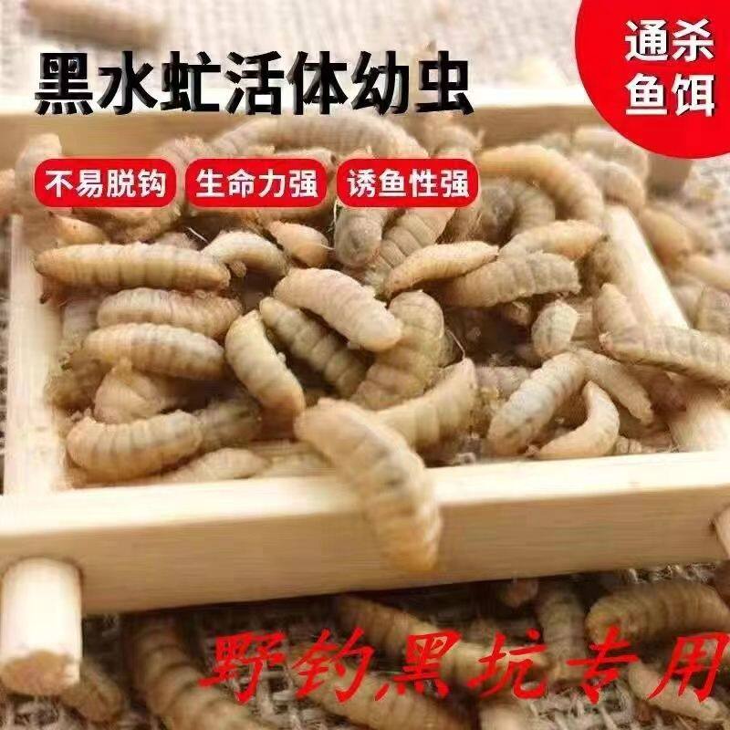 新鲜活饵料鱼饵鲜活蛆虫幼虫野钓黑坑翘嘴鲤鱼罗飞蚯蚓红虫蛋白虫