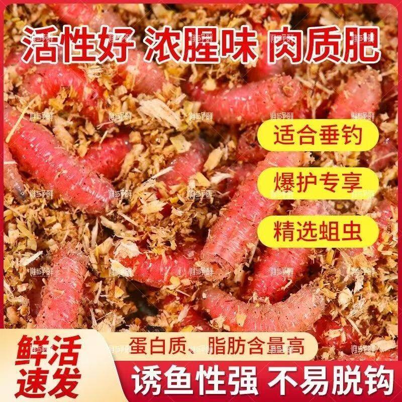 野钓新鲜活饵马口鲜活白条溪流公鱼石斑鱼鲫鱼钓鱼饵料溪哥红虫