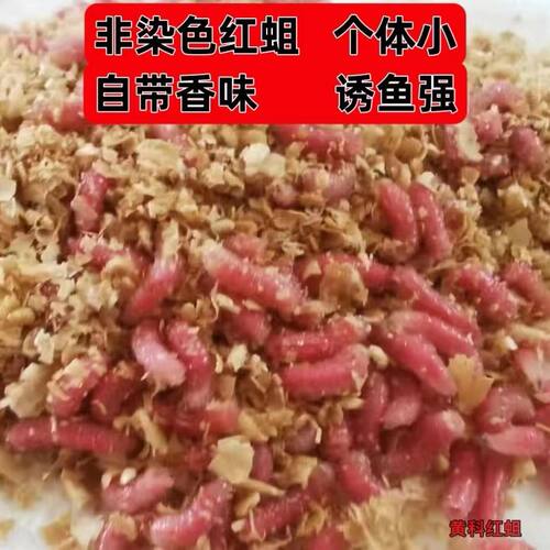 钓鱼活体鲜活蛆虫鱼饵溪流石斑鱼鲫鱼马口白条饵料红虫通杀野钓