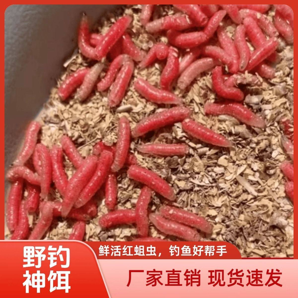 野钓鲜活红蛆虫活饵户外钓鱼钓鱼饵料溪流石斑鱼马口白条鲫鱼鲶鱼