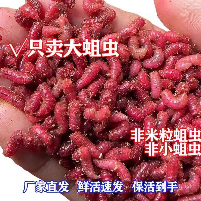 红曲虫肉蛆虫红蛆虫活饵鲫鱼野钓苍蝇幼虫水库溪流钓饵鲜活